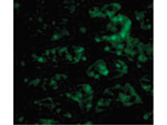 CTRP1 Polyclonal Antibody