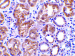 CTRP1 Antibody in Immunohistochemistry (Paraffin) (IHC (P))