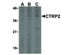 CTRP2 Antibody in Western Blot (WB)