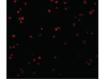 CTRP2 Antibody in Immunocytochemistry (ICC/IF)