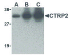 CTRP2 Antibody in Western Blot (WB)