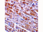 CTRP3 Antibody in Immunohistochemistry (Paraffin) (IHC (P))