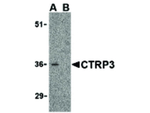 CTRP3 Antibody in Western Blot (WB)