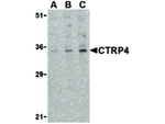CTRP4 Antibody in Western Blot (WB)