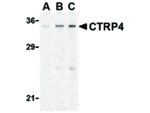 CTRP4 Antibody in Western Blot (WB)