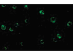 CTRP6 Antibody in Immunocytochemistry (ICC/IF)