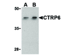 CTRP6 Antibody in Western Blot (WB)