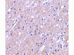 CTRP6 Antibody in Immunohistochemistry (Paraffin) (IHC (P))