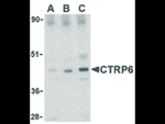 CTRP6 Antibody in Western Blot (WB)