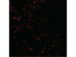 CTRP7 Antibody in Immunocytochemistry (ICC/IF)