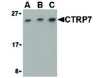 CTRP7 Antibody in Western Blot (WB)