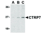 CTRP7 Antibody in Western Blot (WB)