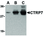CTRP7 Antibody in Western Blot (WB)