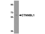CTTNBL1 Antibody in Western Blot (WB)