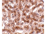 CUEDC1 Antibody in Immunohistochemistry (Paraffin) (IHC (P))