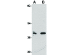CUEDC1 Antibody in Western Blot (WB)