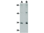 CUEDC2 Antibody in Western Blot (WB)