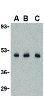 CX3CL1 Polyclonal Antibody