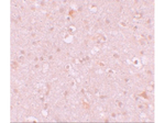 CXXC4 Antibody in Immunohistochemistry (Paraffin) (IHC (P))