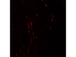 CXXC5 Polyclonal Antibody