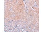CXXC5 Antibody in Immunohistochemistry (Paraffin) (IHC (P))