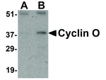 Cyclin O Polyclonal Antibody