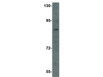 Dact2 Antibody in Western Blot (WB)
