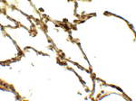 DAF Antibody in Immunohistochemistry (Paraffin) (IHC (P))