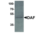 DAF Antibody in Western Blot (WB)