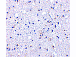DARC Antibody in Immunohistochemistry (Paraffin) (IHC (P))