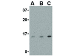 DARC Antibody in Western Blot (WB)