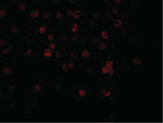 DcR1 Antibody in Immunocytochemistry (ICC/IF)