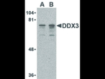 DDX3 Antibody in Western Blot (WB)