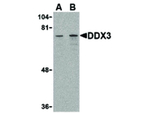 DDX3 Antibody in Western Blot (WB)