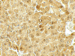 DEPTOR Polyclonal Antibody