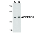 DEPTOR Antibody in Western Blot (WB)