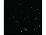DFF40 Antibody in Immunocytochemistry (ICC/IF)