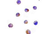 DFF40 Antibody in Immunocytochemistry (ICC/IF)