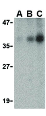 DFF40 Antibody in Western Blot (WB)