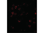 DISC1 Antibody in Immunocytochemistry (ICC/IF)