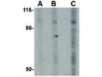 DISC1 Antibody in Western Blot (WB)