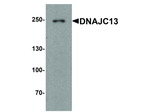 DNAJC13 Polyclonal Antibody
