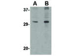 DNAL1 Antibody in Western Blot (WB)