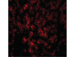 DRAM Antibody in Immunocytochemistry (ICC/IF)