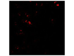 E2F3 Polyclonal Antibody