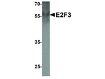 E2F3 Antibody in Western Blot (WB)