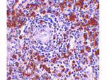 EBI3 Antibody in Immunohistochemistry (Paraffin) (IHC (P))