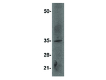 EBI3 Antibody in Western Blot (WB)
