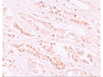 EFCAB4B Antibody in Immunohistochemistry (Paraffin) (IHC (P))