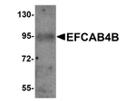 EFCAB4B Antibody in Western Blot (WB)